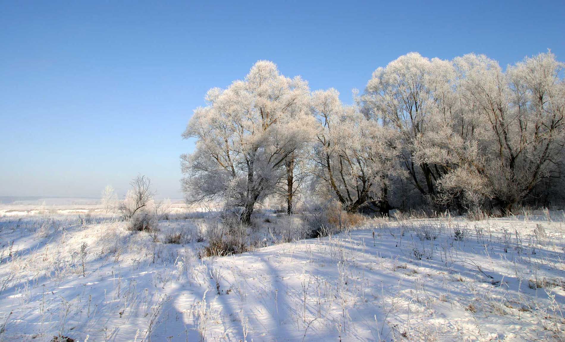 paisaje de un bosque nevado