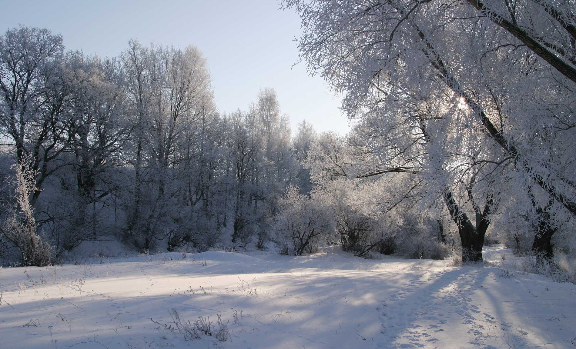 bosque nevado