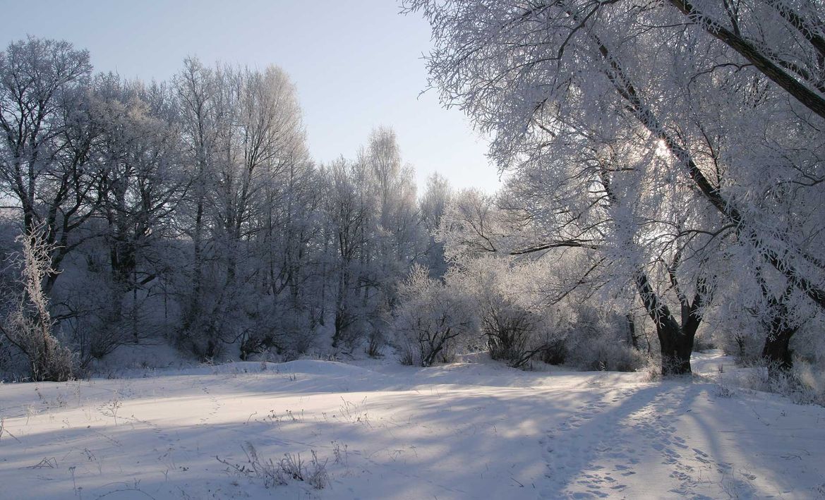 paisaje de un bosque nevado